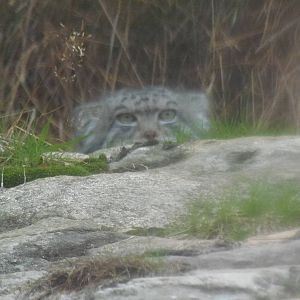 pallas cat   25/08/13