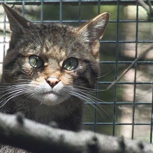 Scottish wildcat   25/08/13