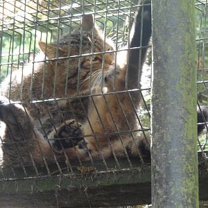 scottish wildcat    25/08/13
