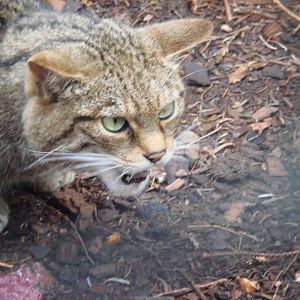scottish wildcat   25/08/13