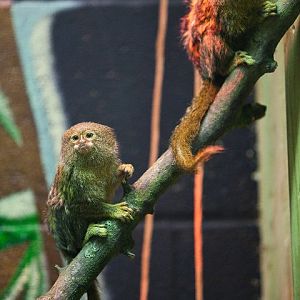 Pygmy Marmosets