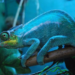 Panther Chameleon