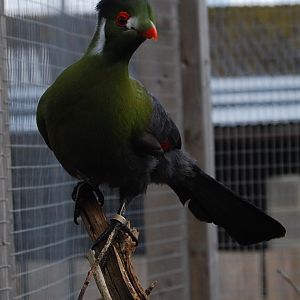 White Cheeked Turaco