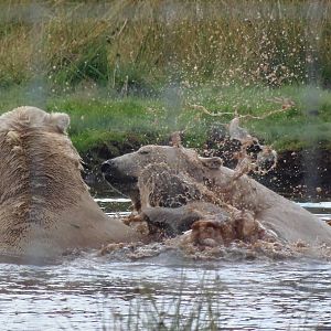 walker and arktos play-fighting     25/08/13