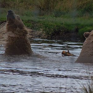 walker and arktos play-fighting  25/08/13