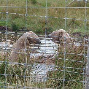 walker and arktos play-fighting   25/08/13