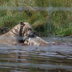 walker and arktos play fighting    25/08/13