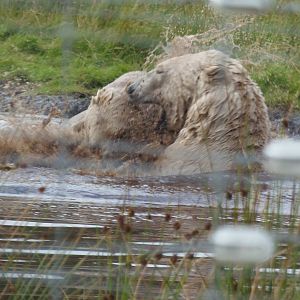 walker and arktos play-fighting    25/08/13