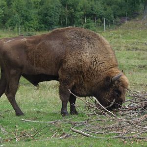 European bison    25/08/13