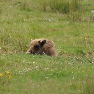 european bison   25/08/13