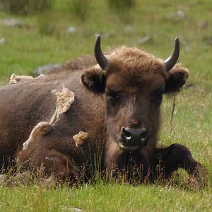 european bison    25/08/13
