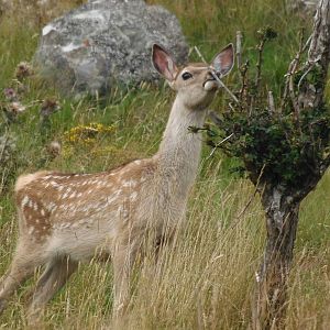 Bukhara deer young    25/08/13