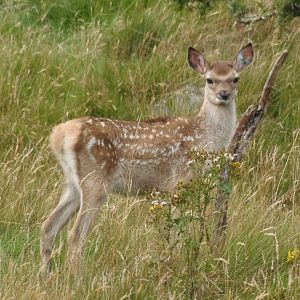 Bukhara deer young     25/08/13