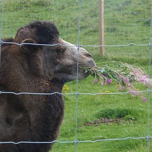 Bactrian camel    25/08/13