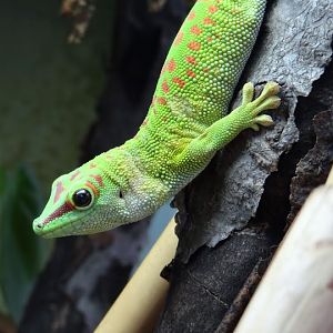 Phelsuma madagascariensis grandis