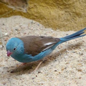 Uraeginthus cyanocephalus