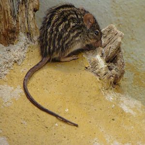 Lemniscomys barbarus