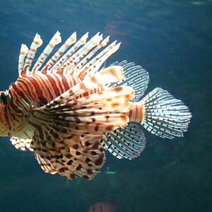 Pterois volitans