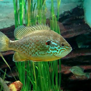 Lepomis gibbosus
