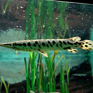 Lepisosteus platyrhinus