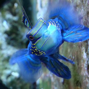 Synchiropus splendidus