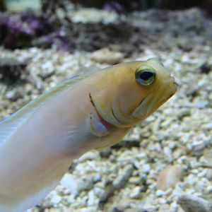 Opistognathus aurifrons