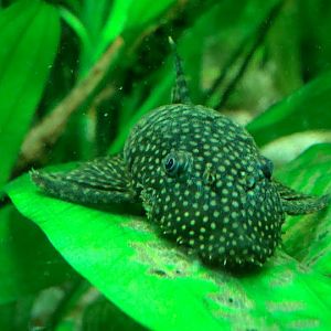 Ancistrus multispinis