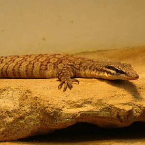Varanus glauerti