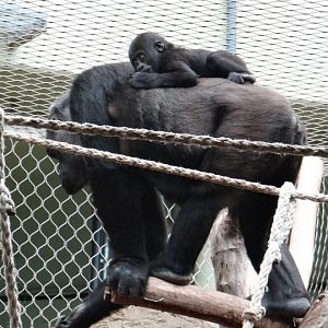 Gorilla gorilla gorilla