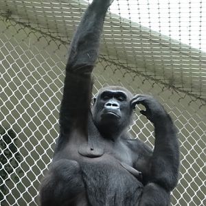 Gorilla gorilla gorilla