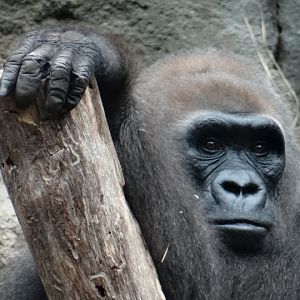 Gorilla gorilla gorilla