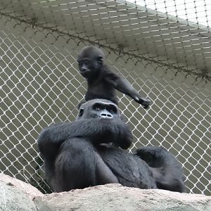 Gorilla gorilla gorilla