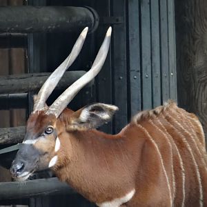 Tragelaphus eurycerus isaaci