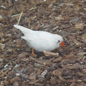leucistic zebra finch