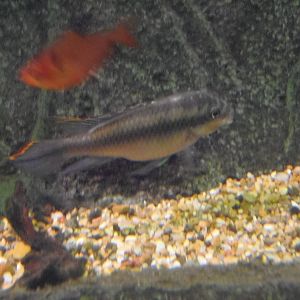 fish id