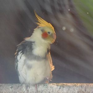 Cockatiel?