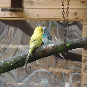 blotched budgie