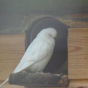 leucistic budgie
