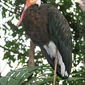 Storm's Stork (Ciconia stormi)