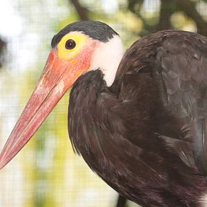 Storm's Stork (Ciconia stormi)