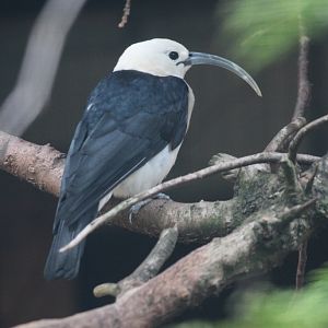 Sickle-billed Vanga (Falculea palliata)