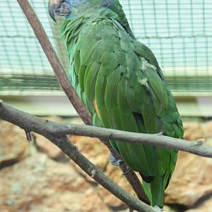 Blue-cheeked Amazon (Amazona dufresniana)