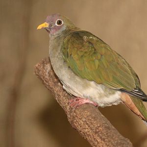 Jambu Fruit-dove (Ptilinopus jambu)