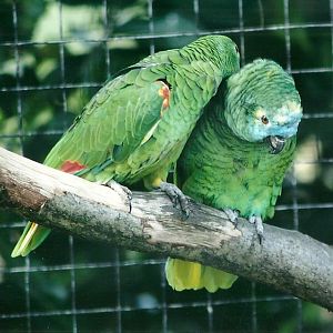 Blue-fronted Amazons 19th May 2013