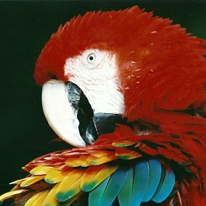 Green-winged x Scarlet Macaw 19th May 2013