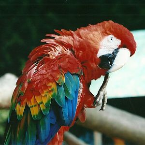 Green-winged x Scarlet Macaw 19th May 2013