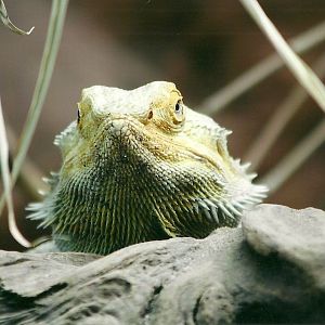 Bearded Dragon 19th May 2013