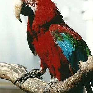 Green-winged Macaw 19th May 2013