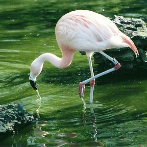 Chilean Flamingo 19th May 2013