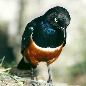 Spreo Starling 19th May 2013